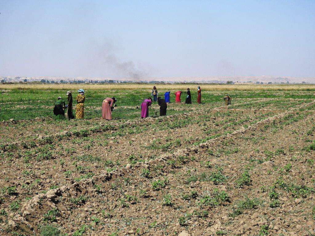 Welatiyên Reqayê li nava zeviyên pembo ne