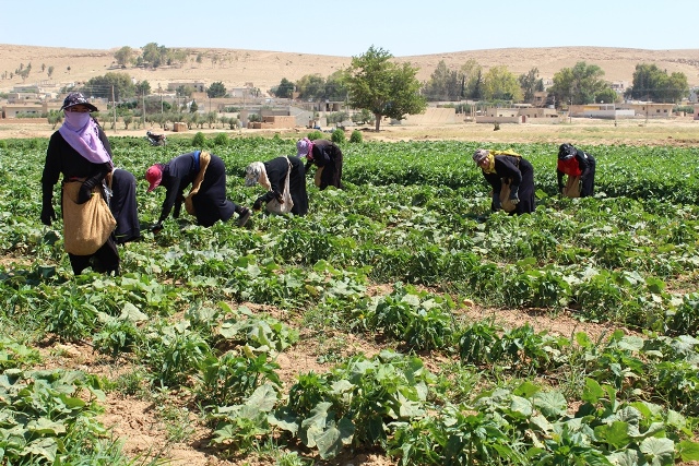 Tebqayê dest bi komkirina sebzeyên havînê kir