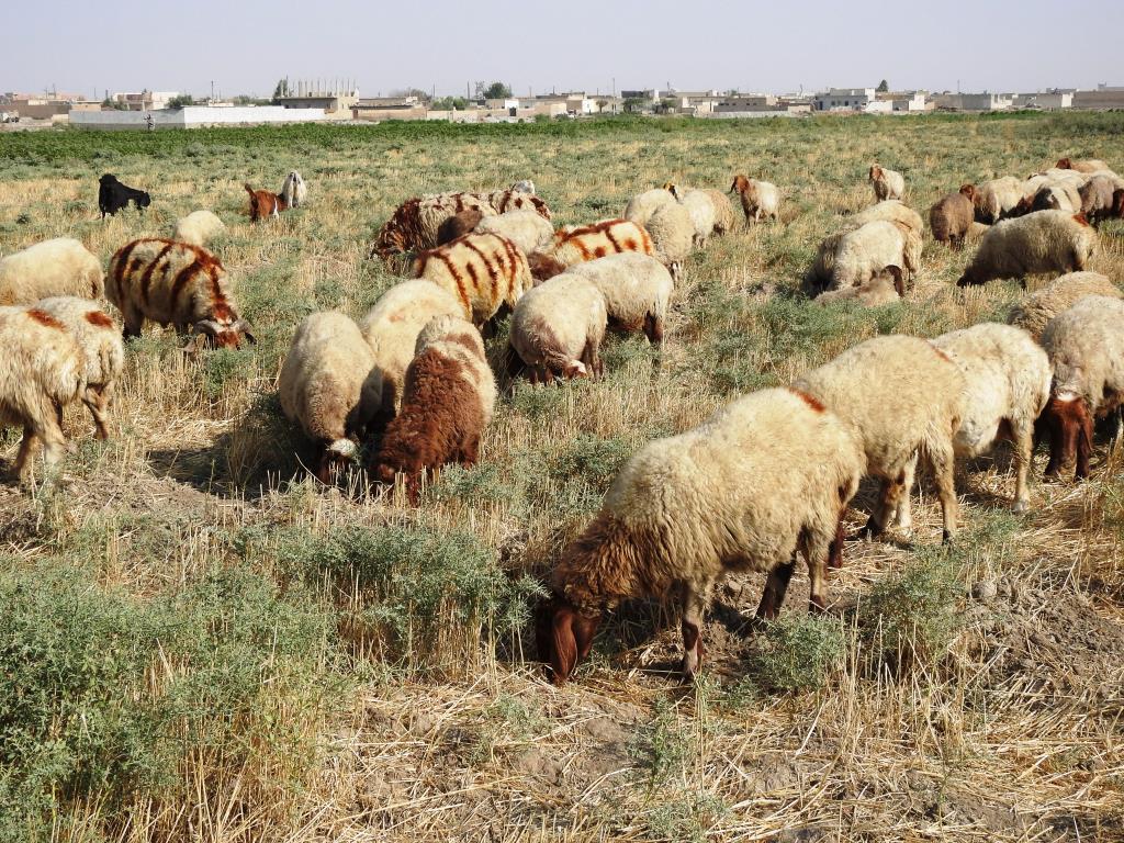 Li Reqayê sewalkarî paş dikeve