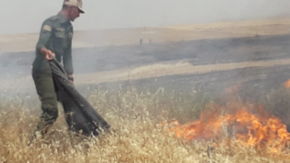 Dewleta Tirk li Kobanê zeviyên çandiniyê şewitandin