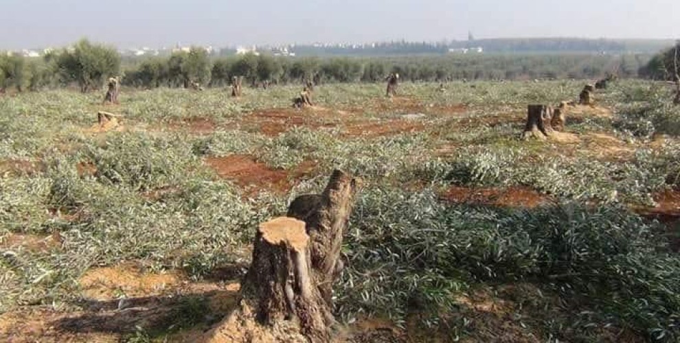 Dagîrkeriya tirkî li Efrînê 900 darên zeytûnan birîn