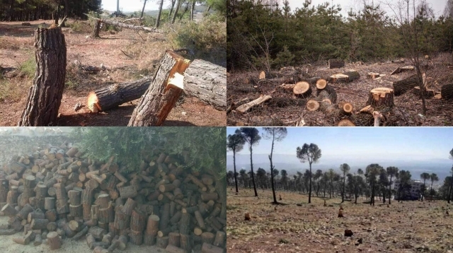 ‘Qirkirina xwezaya Efrînê sûcekî exlaqî û ekolojîk e’