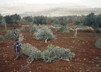 Rêxistina Mafê Mirovan Efrîn-Sûriye kiryarên dagirkeriyê yên 2024’an li Efrînê eşkere kirin
