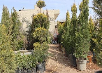 Belavbûna şitilgehan giyanê bajar geş dike