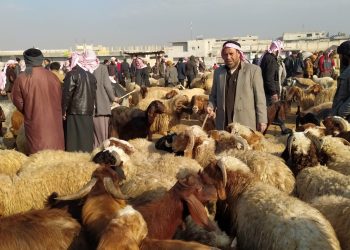 ‘Ji ber rewşa hişkesaliyê metirsî li ser sewalkariyê heye’
