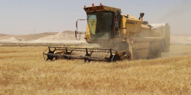 Heta niha zêdetirî 207 hezar ton genim hatiye wergirtin