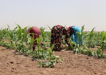 ‘Ji ber kêmbûna baranê berhemên çandiniyê kêm bû’