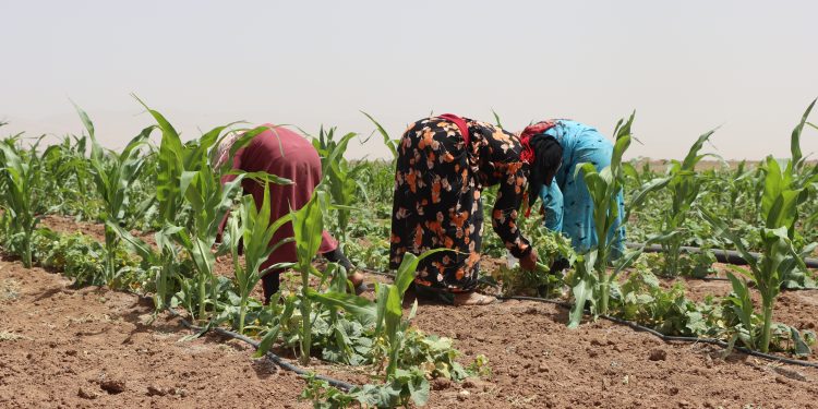 ‘Ji ber kêmbûna baranê berhemên çandiniyê kêm bû’