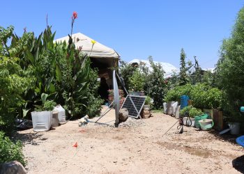 ‘Bi çandina kulîlkan ez zindî dibim’