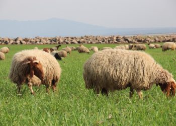 Bi kamîreya Ayşa Silêman