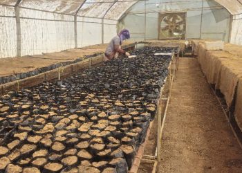 Projeya Demsal; Piştgiriya aboriya jinên kedkar dike