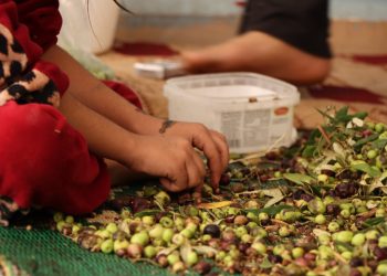 Tevî zehmetiyên koçberiyê jî malbatên Efrînî çavkaniyek debarê peyda dikin