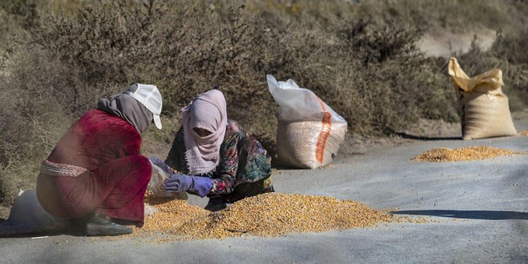 Sedemên kêmbûna hilberîna çandiniyê li Sûriyê, pirsgirêk û çareseriyên gengaz