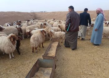 Li kantona Cizîrê serjmariya sewaladariyê berdewam dike  