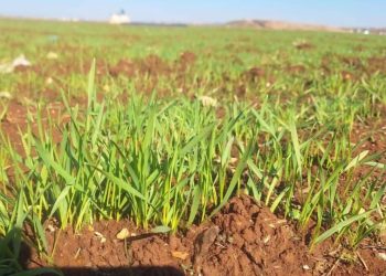 Girîngiya reşandina semada Urea di meha Sibatê de