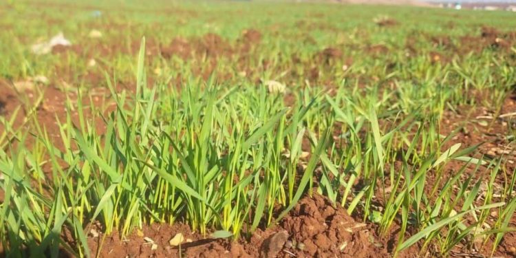 Girîngiya reşandina semada Urea di meha Sibatê de