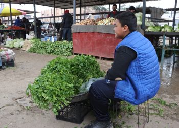Zarokatiyek ku li şûna maseya dibistanê li ser erebeyek sebzeyan derbas dibe