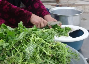 Herêma Aliyan bi giha û pincaran geş bûye