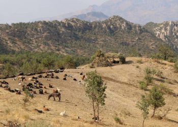 Li Şirnexê bi hinceta ewlehiyê qirkirina xwezayê tê kirin