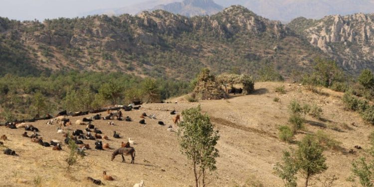 Li Şirnexê bi hinceta ewlehiyê qirkirina xwezayê tê kirin