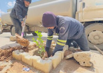 Ji bo zêdekirina qadên kesk li bajarê Qamişlo dar têne çandin