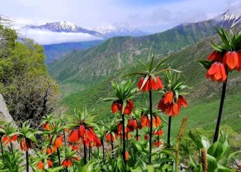 Wê yekemîn Festîvala Binarê Qendîlê ya Giyayên Biharî û Xwarinên Kurdewarî bê lidarxistin