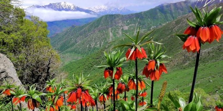 Wê yekemîn Festîvala Binarê Qendîlê ya Giyayên Biharî û Xwarinên Kurdewarî bê lidarxistin