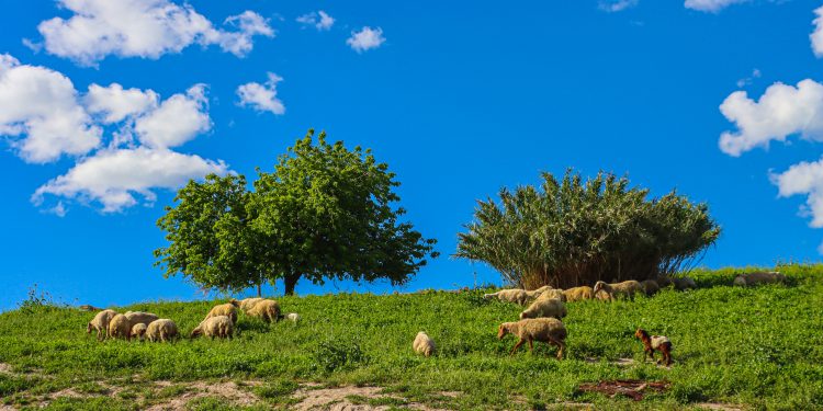 Bi kamîreya Solîn Mihemed