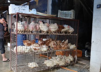 Li bazara Qamişlo ya mirîşkan; cudabûna buhayan