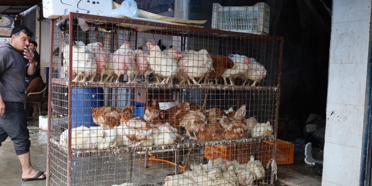 Li bazara Qamişlo ya mirîşkan; cudabûna buhayan