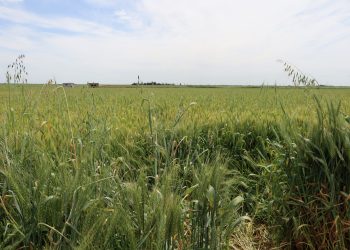 Barana îsal pêşerojeke serkeftî da demsala çandiniyê