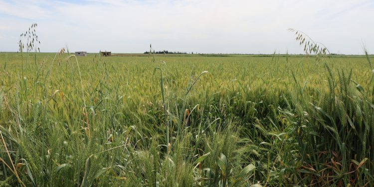 Barana îsal pêşerojeke serkeftî da demsala çandiniyê