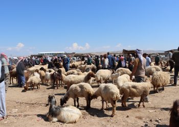 Tevgera bazara sewalan bi nêzîkbûna Cejna Qurbanê