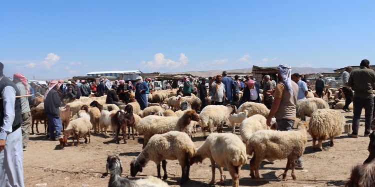 Tevgera bazara sewalan bi nêzîkbûna Cejna Qurbanê