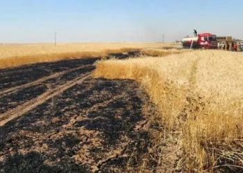 Cotkarên ku zeviyên wan şewitîne banga qerebokirinê dikin