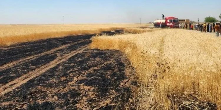 Cotkarên ku zeviyên wan şewitîne banga qerebokirinê dikin