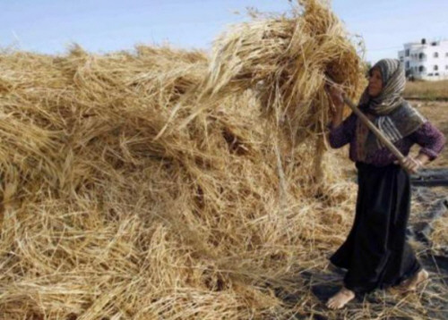 دور المرأة الريفية في موسم الحصاد – صحيفة روناهي