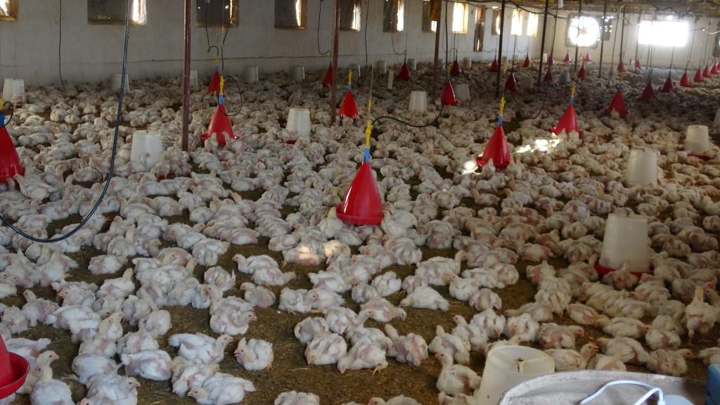 مربو الدواجن يحققون الاكتفاء الذاتي في بلدة جزعة