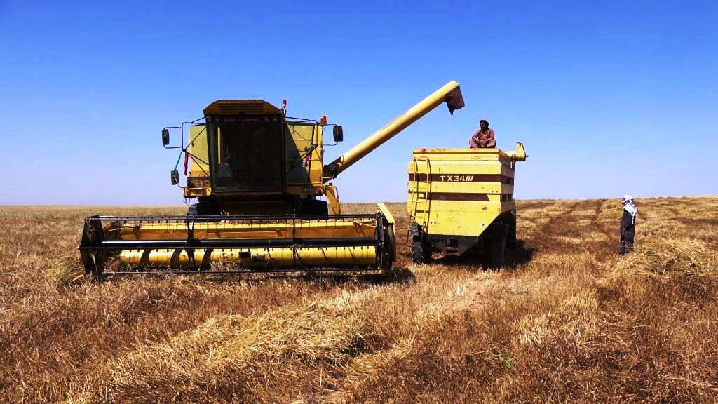 أهالي الرقة يستقبلون موسم الحصاد بمعنويات عالية