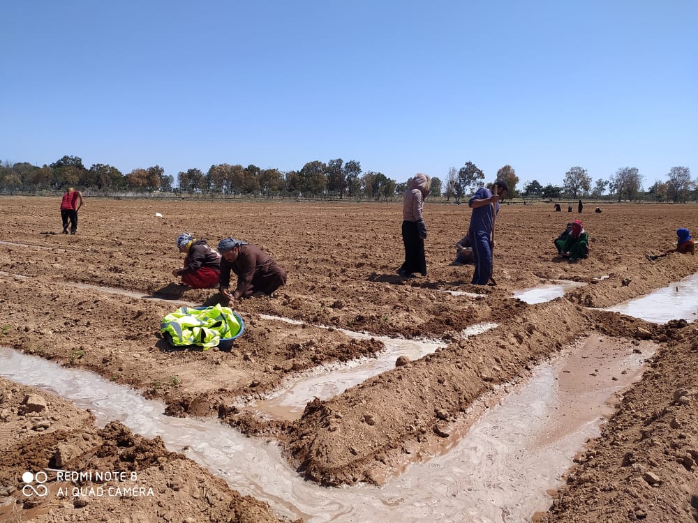مشاريع لزراعة الخضروات الصيفية وتحقيق الاكتفاء الذاتي بالطبقة