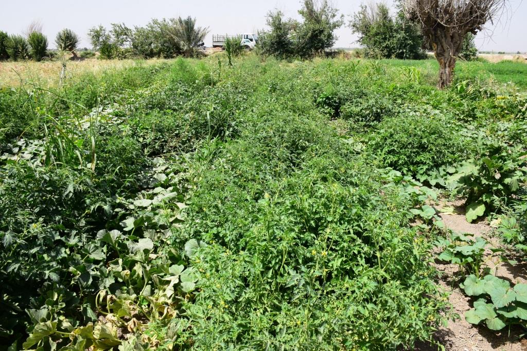 مساعي لجنة الزراعة في تطوير الزراعة ببلدة هجين في دير الزور