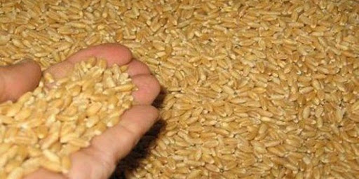 استعدادات مؤسسة زراعة منبج لمنح التراخيص وتوزيع البذار