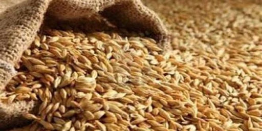 خمس وعشرون ألف طن من البذار المُغربَل والمعقم يوزَع في الشمال السوري