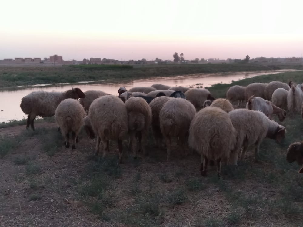 كميات قليلة من اللقاح تُقدِّمها لجنة الثروة الحيوانيّة والمربين يلجؤون للسوق السوداء