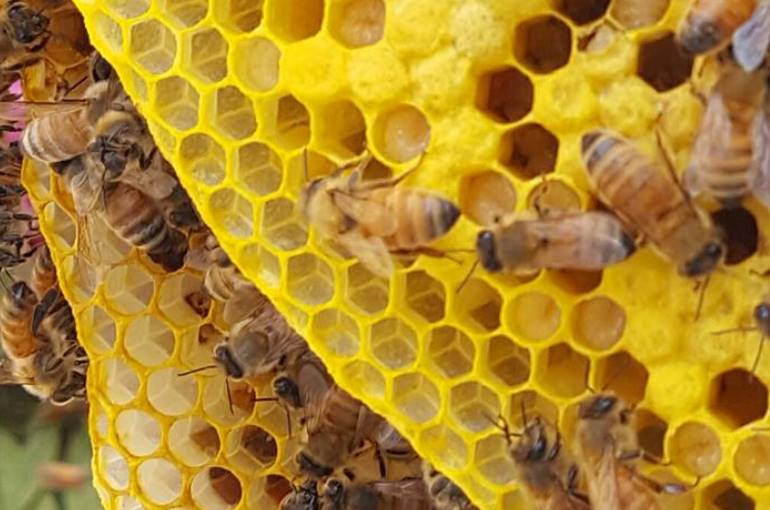 تربية النحل… مشاكل وصعوبات في ظلِّ غياب الدعم