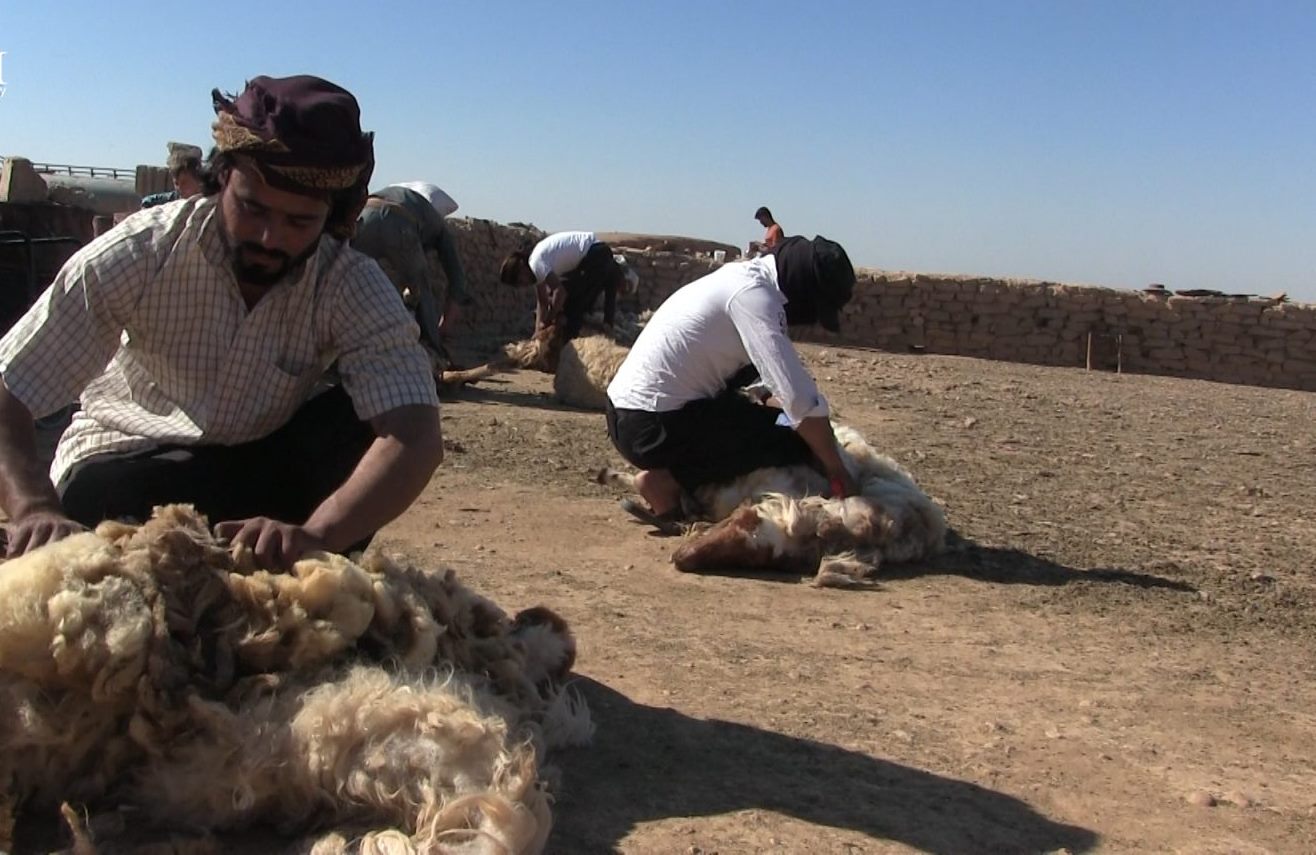 جز صوف الأغنام مصدر للدخل بالرقة