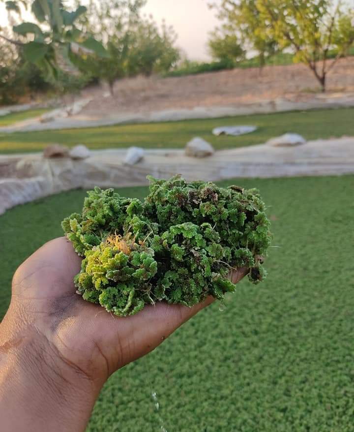 الأزولا، هل سيكون البديل عن الأعلاف الأخرى؟