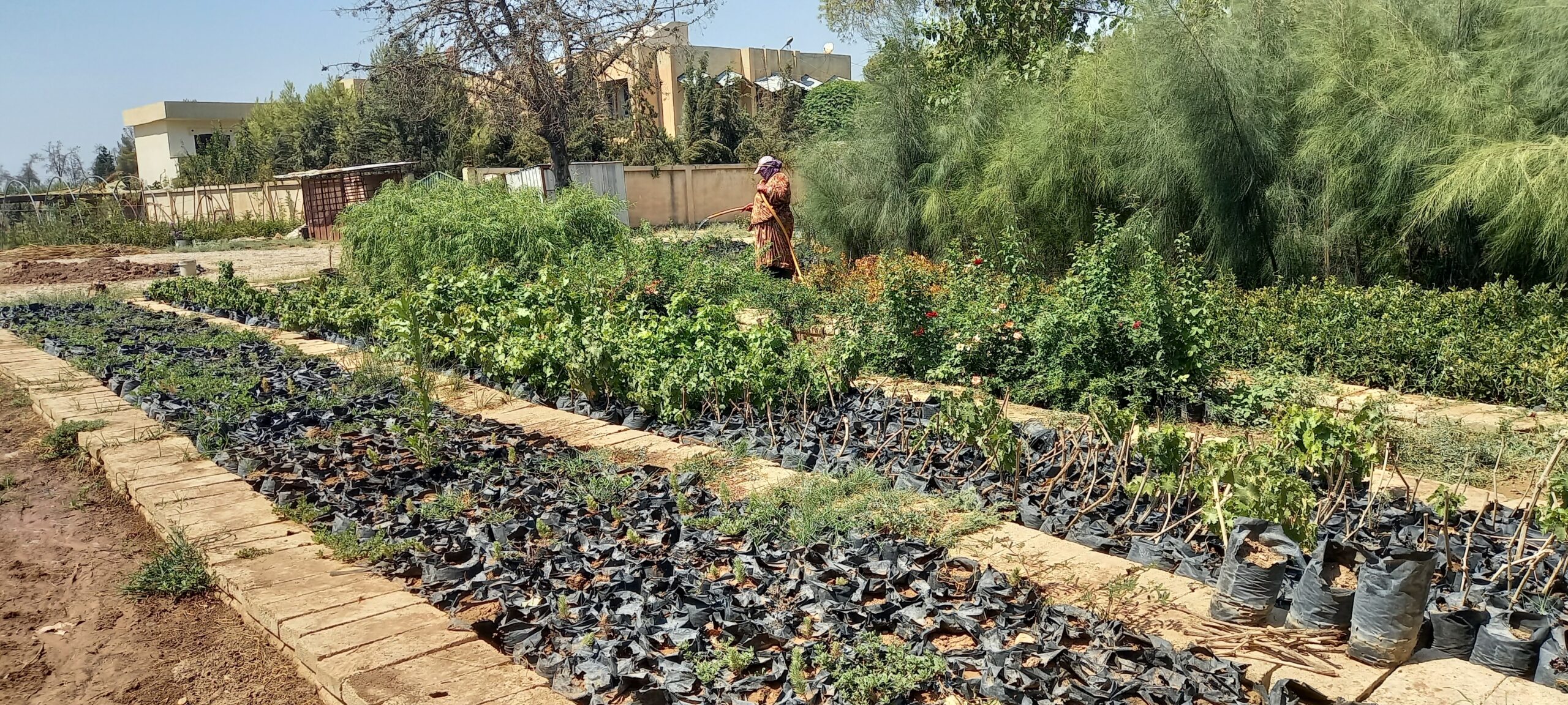 مشتل روج بديرك ينتج أكثر من 100ألف غرسة متنوعة