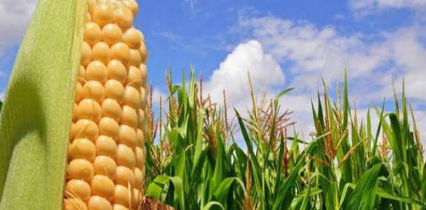 نقص مياه الفرات يُقلِّص نسبة زراعة الذرة الصفراء إلى الحد الأدنى