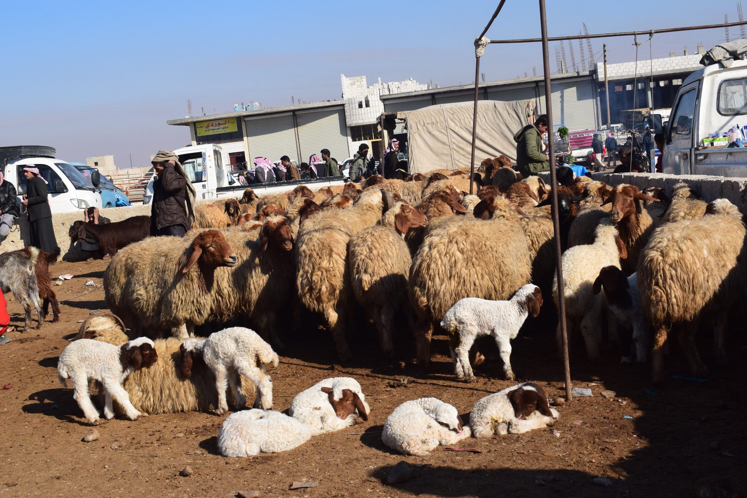الثروة الحيوانية مُهددة بالاندثار والمربون يدعون الإدارة الذاتية للتدخل السريع